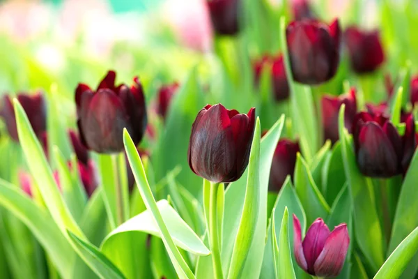 Bunte Tulpen — Stockfoto