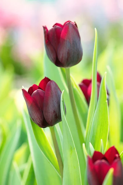 Tulipanes coloridos — Foto de Stock