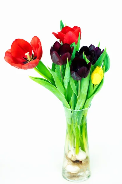 Colorful tulips — Stock Photo, Image