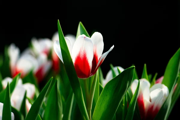 Barevné tulipány — Stock fotografie