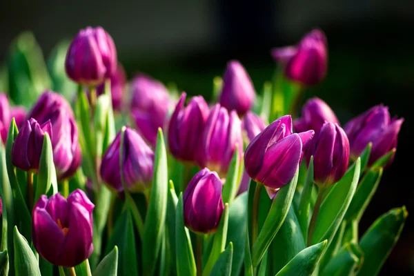 Bunte Tulpen — Stockfoto