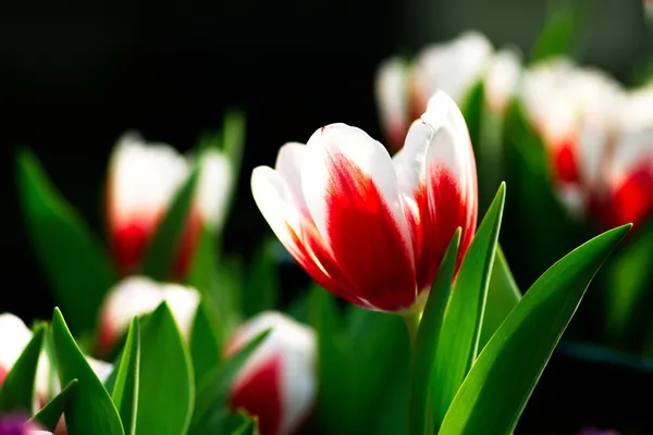 Bunte Tulpen — Stockfoto