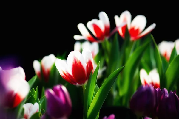 Tulipani colorati — Foto Stock