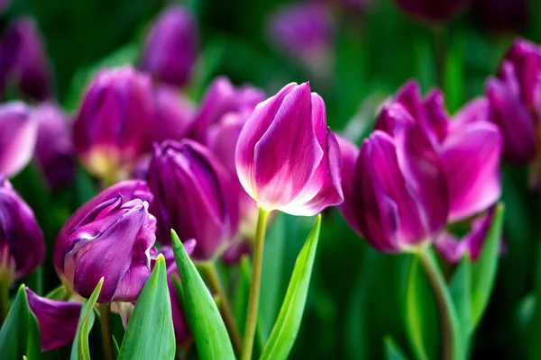 Bunte Tulpen — Stockfoto