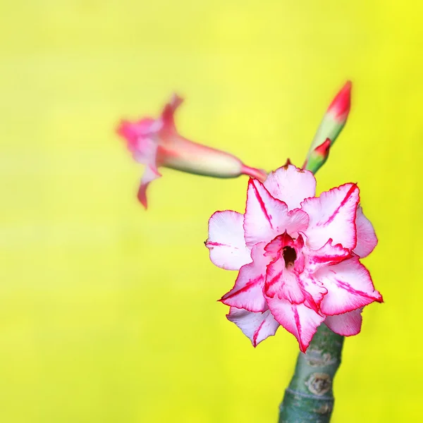 沙漠玫瑰或 ping bignonia — 图库照片