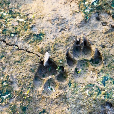 köpek izleri çamurun üzerinde