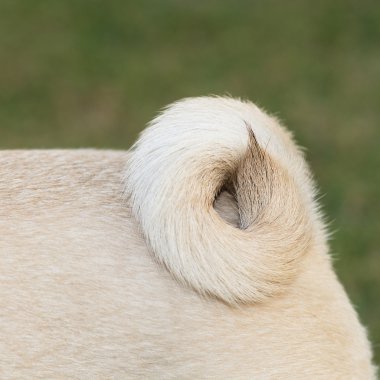 Pug köpek