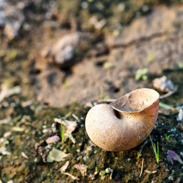 Freshwater shells — Stock Photo, Image