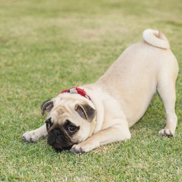 Pug Dog — Stockfoto