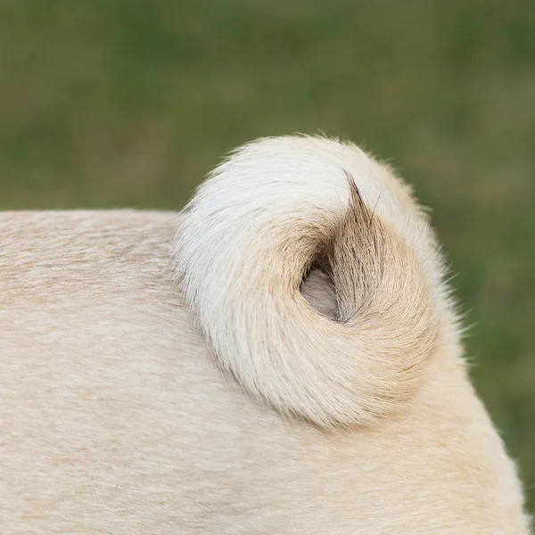 Cão pug — Fotografia de Stock