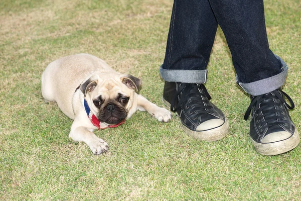 Pug Dog — Stockfoto