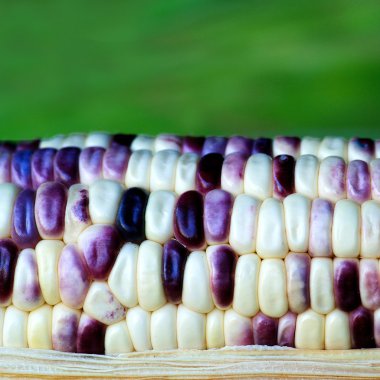 Tatlı Mısır