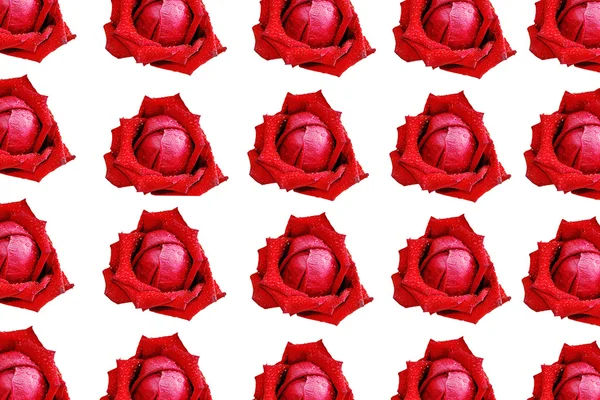 Rote Rose isoliert auf weißem Hintergrund. — Stockfoto