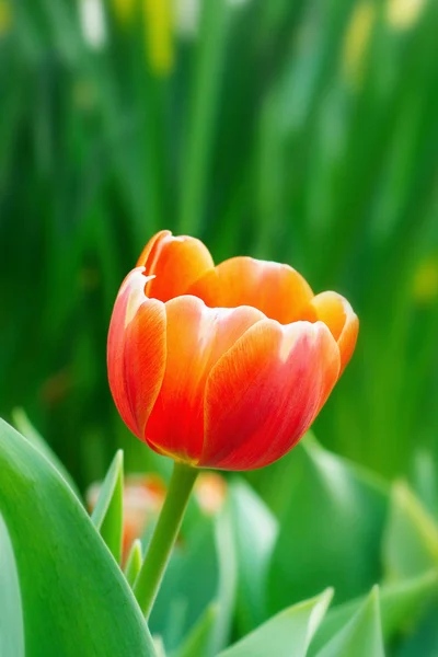 Barevné tulipány — Stock fotografie