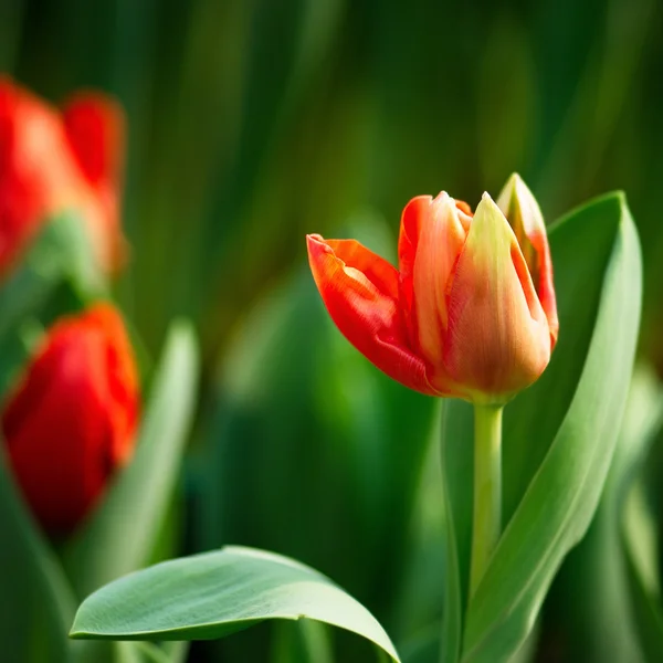 Bunte Tulpen — Stockfoto