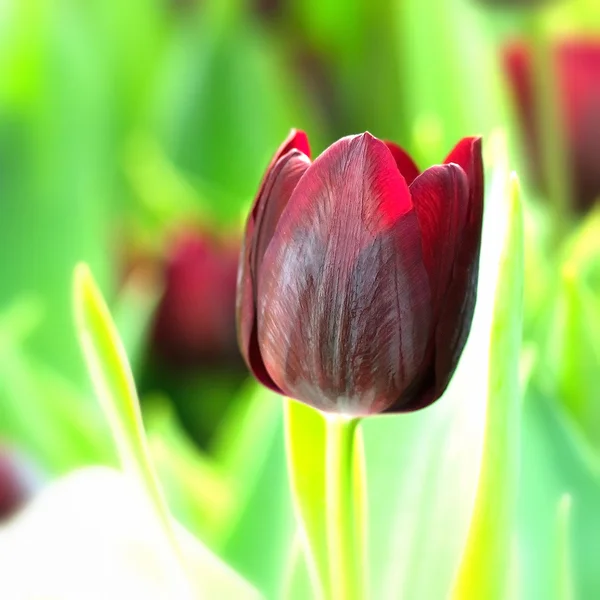 Bunte Tulpen — Stockfoto