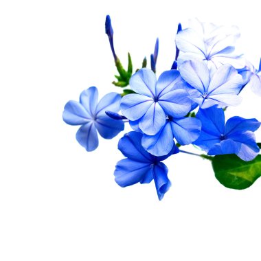 niebieskie kwiaty w ogrodzie, na białym tle