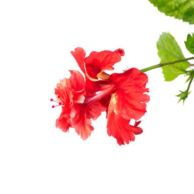 treelike hibiscus çiçek kırmızı çiçek