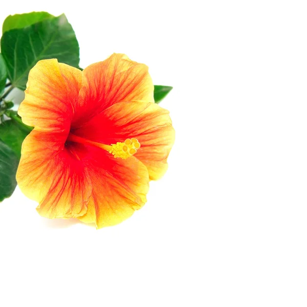 Blossoming red flower of treelike Hibiscus — Stock Photo, Image