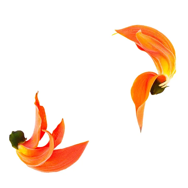 A narancssárga selyem-pamut fa Blossom — Stock Fotó