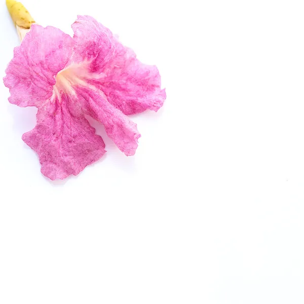 Fiori rosa Tabebuia rosea blossom Isolato su uno sfondo bianco — Foto Stock