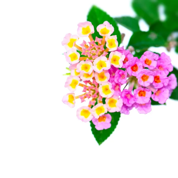 Λουλούδι lantana camara απομονώνονται σε λευκό φόντο — Φωτογραφία Αρχείου