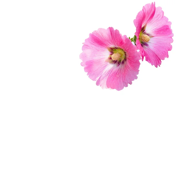 Pink Flowers on isolated on white background — Stock Photo, Image