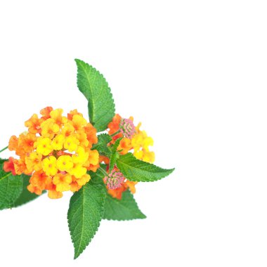 çiçek lantana camara