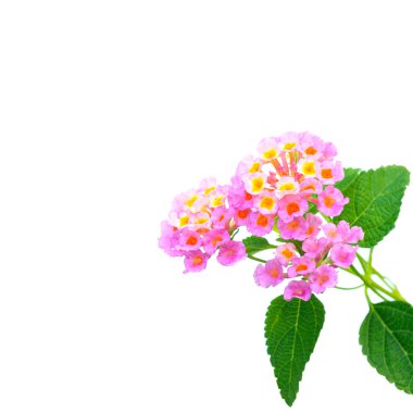 çiçek lantana camara
