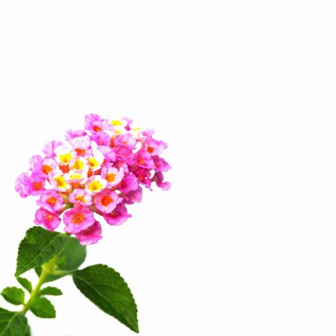 çiçek lantana camara
