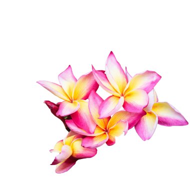 Frangipani çiçekler