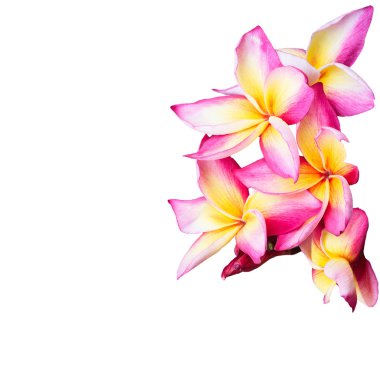 Frangipani çiçekler