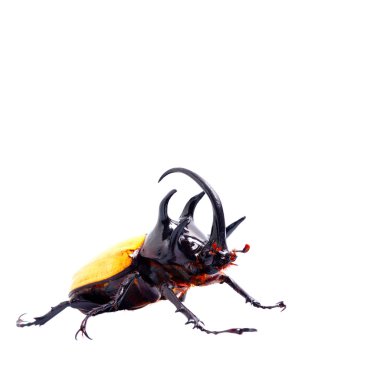 Rhinoceros beetle 5 o böceği