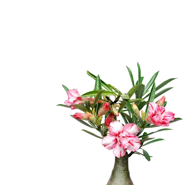 Desert rose pink Bignonia — Stock Photo, Image