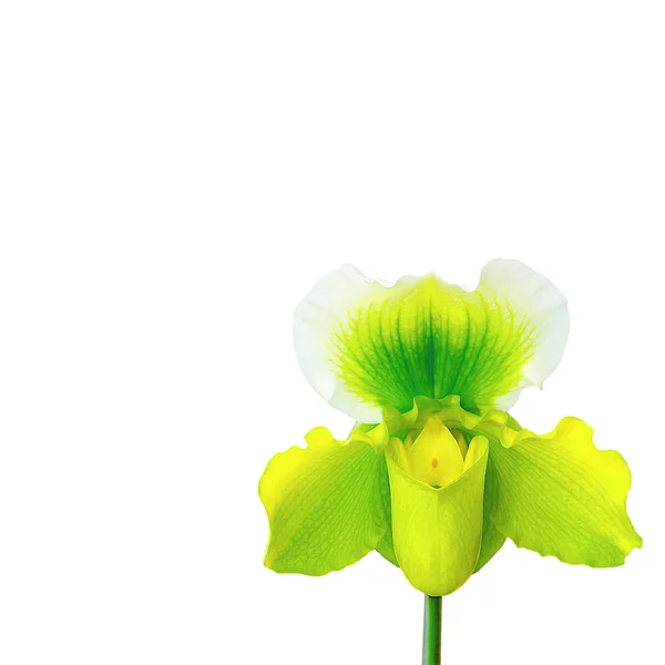 Orquídea paphiopedilum — Foto de Stock