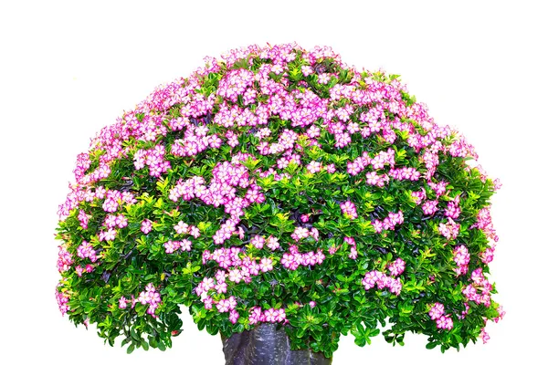 The big giant azalea — Stock Photo, Image