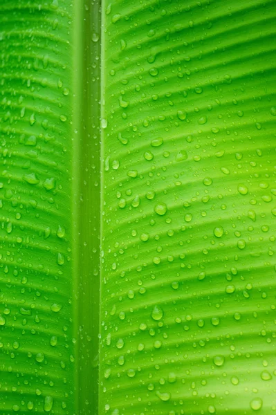 Krople wody na liściach bananowca — Zdjęcie stockowe