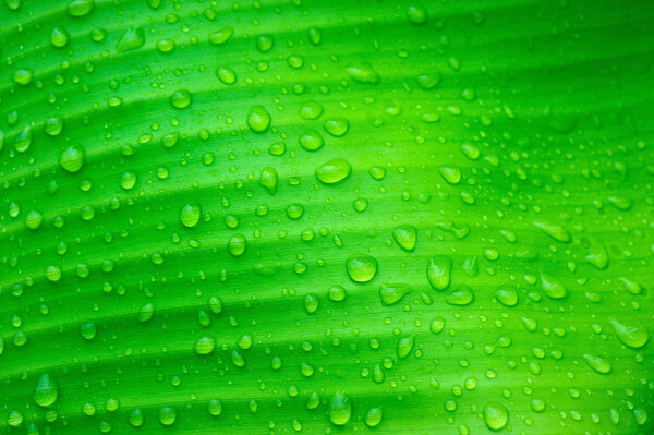 Water drops on banana leaves