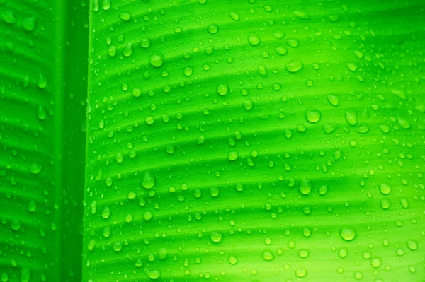 Капли воды на банановых листьях — стоковое фото
