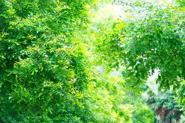 Green leaves with sun — Stock Photo, Image