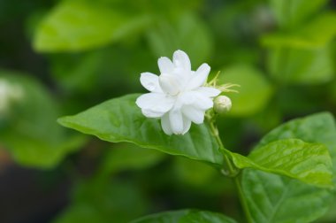 güzel Yasemin çiçeği ile yaprakları