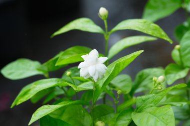 güzel Yasemin çiçeği ile yaprakları