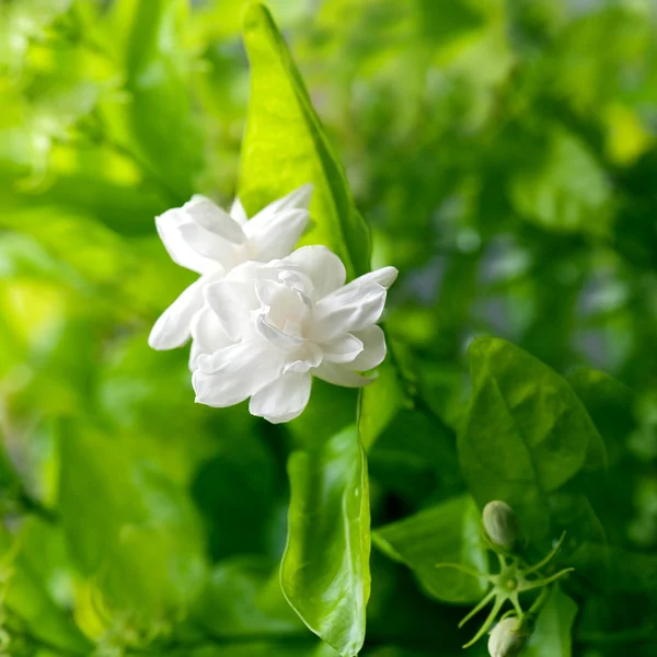 Красивый цветок жасмина с листьями — стоковое фото
