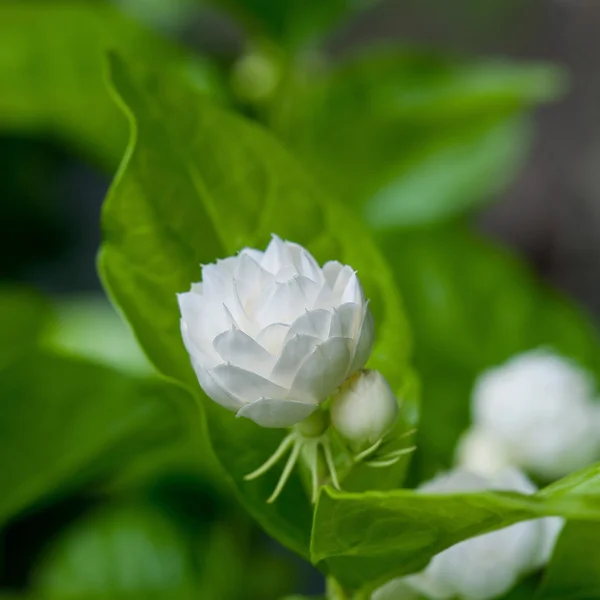 Schöne Jasminblüte mit Blättern — Stockfoto