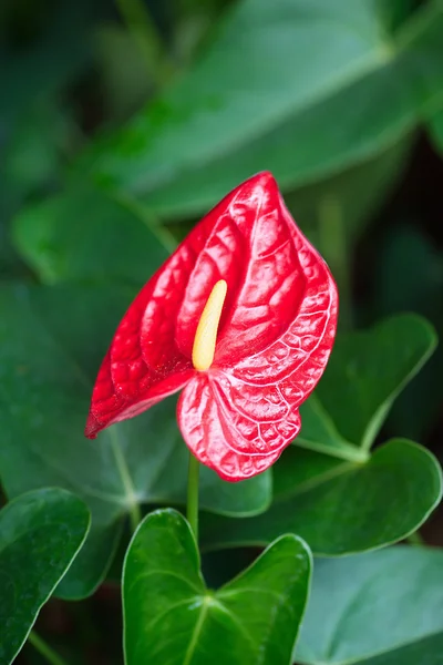 Eine leuchtend rote Anthurie, auch als Flamingoblume bekannt. Fokus scharf auf die Spitze des Spadix. — Stockfoto