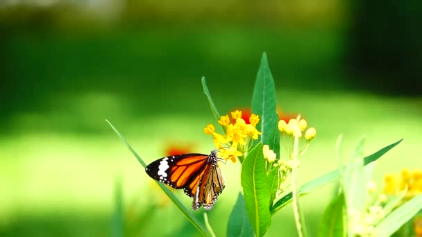 1080P Super Slow Thai Butterfly Pasture Flowers Insect Outdoor Nature — Stock Video