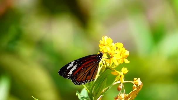 1080P Super Hidas Thaimaalainen Perhonen Laitumella Kukkia Hyönteisten Ulkona Luonto — kuvapankkivideo