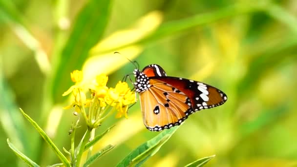 1080P Super Långsam Thailändska Fjäril Betesmark Blommor Insekt Utomhus Natur — Stockvideo