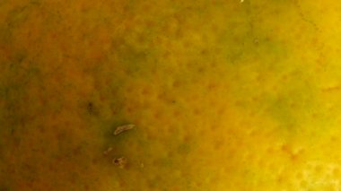  4K Macro portakal suyu. Beyaz arka planda izole edilmiş taze turuncu turuncuları kapat.