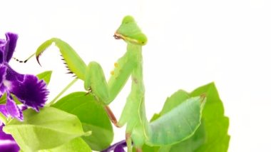 4K dua eden peygamber devesi beyaz arka plan peygamber devesi, böcek, peygamber devesi, dua eden peygamber devesi, hayvan, doğa, dua eden makro, yırtıcı, yakın plan, vahşi yaşam, vahşi yaşam, beyaz arka plan, peygamber devesi dini, gözler